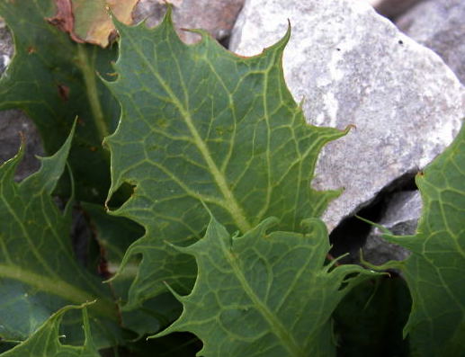 Lactuca longidentata / Lattuga del Monte Albo